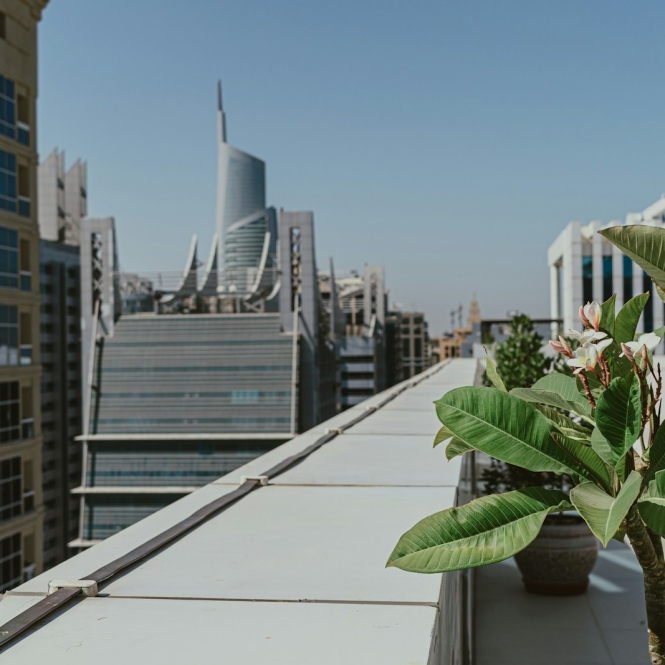 A potted plant on the roof of a building