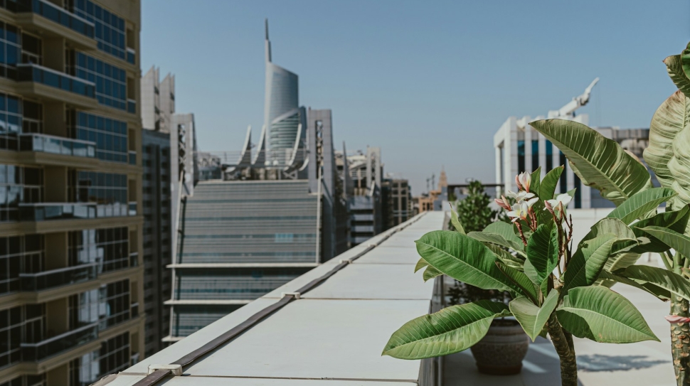 A potted plant on the roof of a building