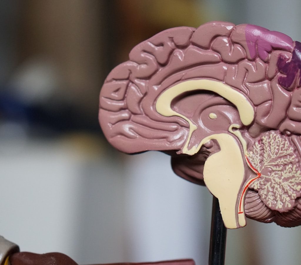 brown brain decor in selective-focus photography