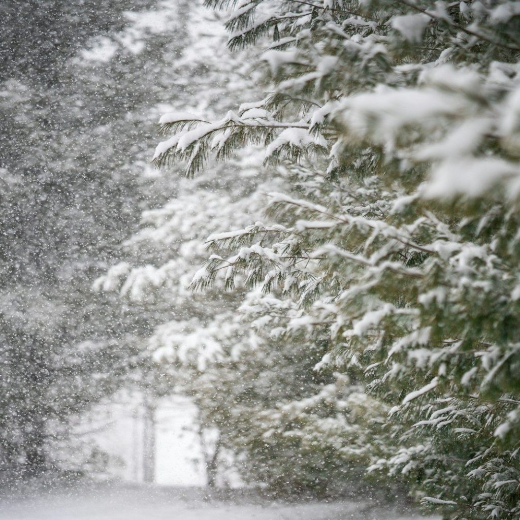 Heavy snow falling over pine branches in a winter forest